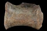 Fossil Sauropod (Rebbachisaurus?) Caudal Vertebra - Morocco #116864-3